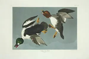 Clangula: Bucephala clangula, common goldeneye
