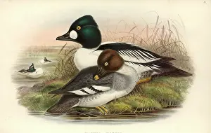 Anseriformes: Bucephala clangula, common goldeneye