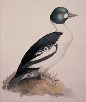 Webbed: Bucephala clangula, common goldeneye