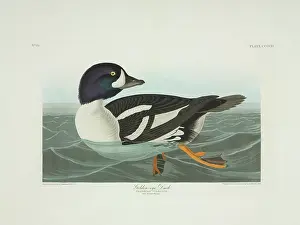 Barrows: Bucephala islandica, Barrow's goldeneye