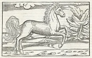 Bucephalus: BUCEPHALUS