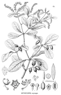 Malvidae: Buchenavia oxycarpa