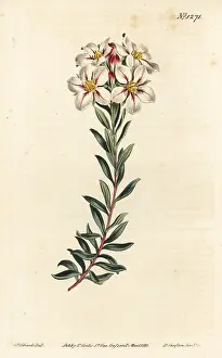 Speciosa: Buchu, Adenandra villosa