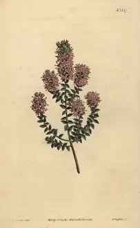 Pulchella: Buchu, Agathosma pulchella