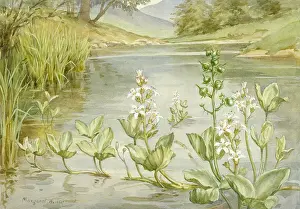 Trefoil: Buck-bean or Marsh Trefoil in natural setting