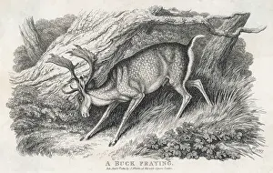 Fraying: BUCK FRAYING ANTLERS