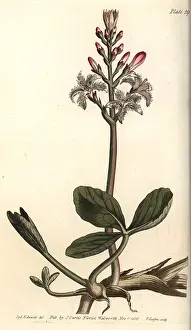 1768 1819: Buckbean, Menyanthes trifoliata