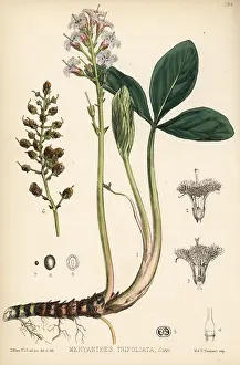 Buckbean: Buckbean, Menyanthes trifoliata