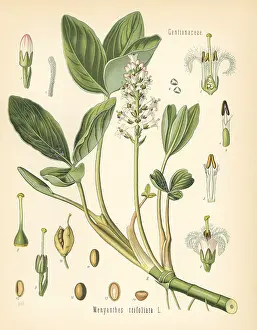 Buckbean: Buckbean, Menyanthes trifoliata