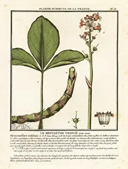 Buckbean: Buckbean, Menyanthes trifoliata