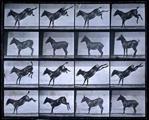 Bucking: Bucking Horse