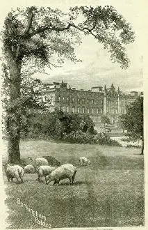 Monthly: Buckingham Palace with sheep grazing
