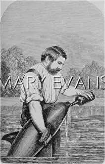 Reviving: BUCKLAND & PORPOISE