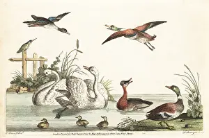 Bucolic: Bucolic pond scene with ducks, swans, kingfisher, chicks