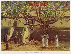 Attained: BUDDHA'S BO-TREE