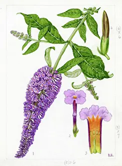 Profusion: Buddleja davidii - butterfly-bush