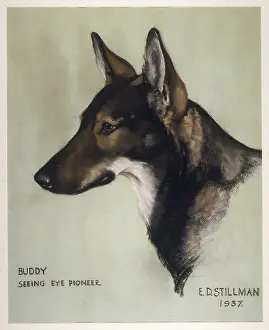 Buddy: BUDDY, SEEING EYE
