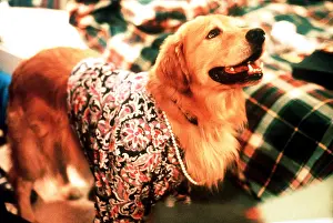 Buddy: Buddy - the star of the family comedy Air
