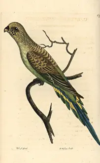 Budgie: Budgerigar, Melopsittacus undulatus