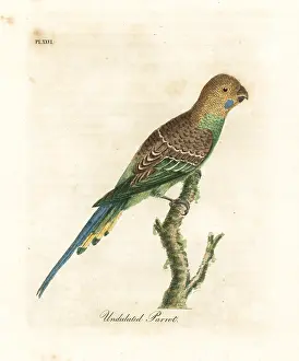 Undulated: Budgerigar, Melopsittacus undulatus