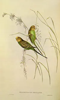 Grains: Budgerigar, Melopsittacus undulatus