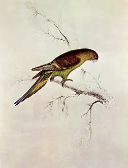 Lear: Budgerigar, Melopsittacus undulatus