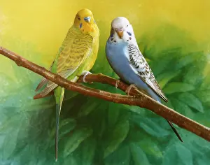Budgerigars: Two budgerigars