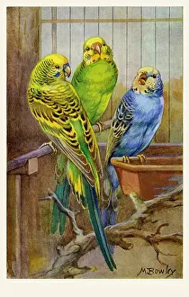 Budgerigars: Budgerigars