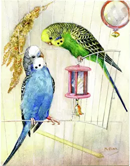 Budgerigar: Two budgerigars in a cage