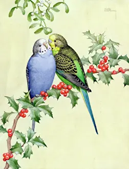 Budgerigars: Two budgerigars on holly branch under mistletoe