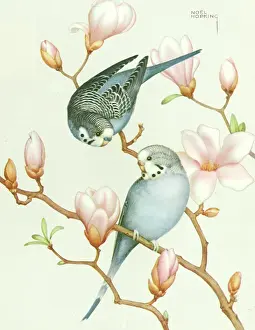 Magnolias: Budgerigars on Magnolia