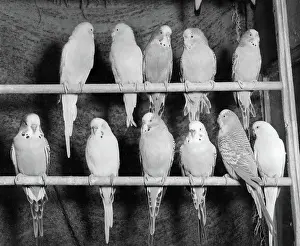 Budgerigars: Eleven budgerigars on two perches