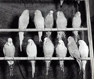 Eleven: Eleven Budgerigars on two perches