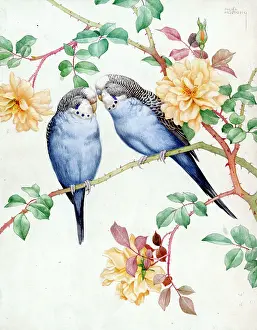 Hopking: Two budgerigars on roses