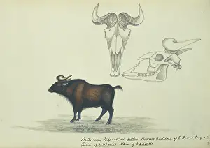 Hodgson: Budorcas taxicolor, takin
