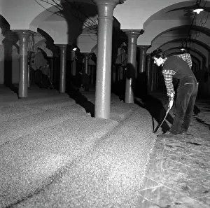Sprouting: Budvar beer brewery - barley - grain - sprouting