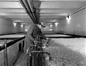 Integral: Budvar beer brewery - bosh - beer - production