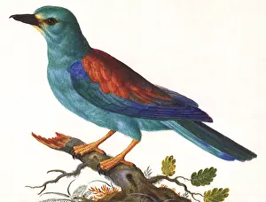 Pica: Bue and Red Bird