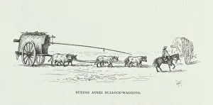 Hippomorpha: Buenos Ayres Bullock-wagons