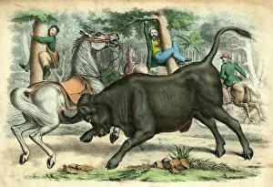 C1845: BUFALO AND HUNTERS C1845