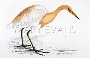 Bubulcus: BUFF-BACKED HERON (MOR)