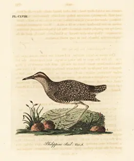 Rallus: Buff-banded rail, Gallirallus philippensis