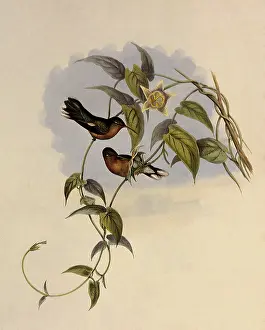 Fallax: Buff-Breasted Leucippus, Leucippus FallaX