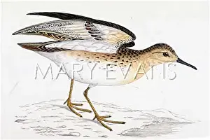 Rufescens: BUFF-BREASTED SANDPIPER