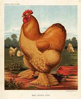 Cochin: Buff cochin cock