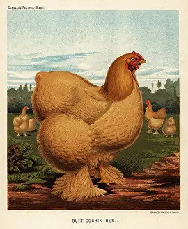 Spangled: Buff cochin hen