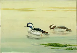 Dundas: Buff Headed Ducks