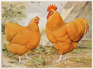Orpington: BUFF ORPINGTON