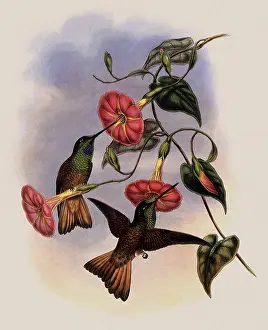 Swifts: Buff-Tailed Star-Frontlet, Helianthea Osculans