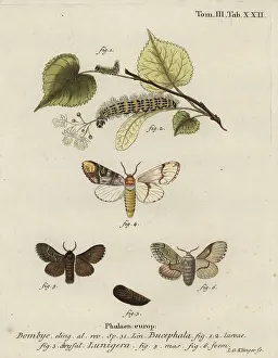 Klinger: Buff-tip moth, Phalera bucephala, and Cosmotriche lobulina